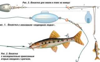 Ловля ротана осенью