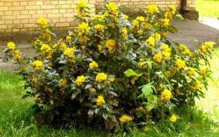 Магония падуболистная (mahonia aquifolium) — все о размножении кустарника