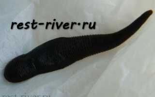Пиявки для рыбалки