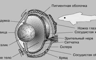 Способны ли рыбы слышать?